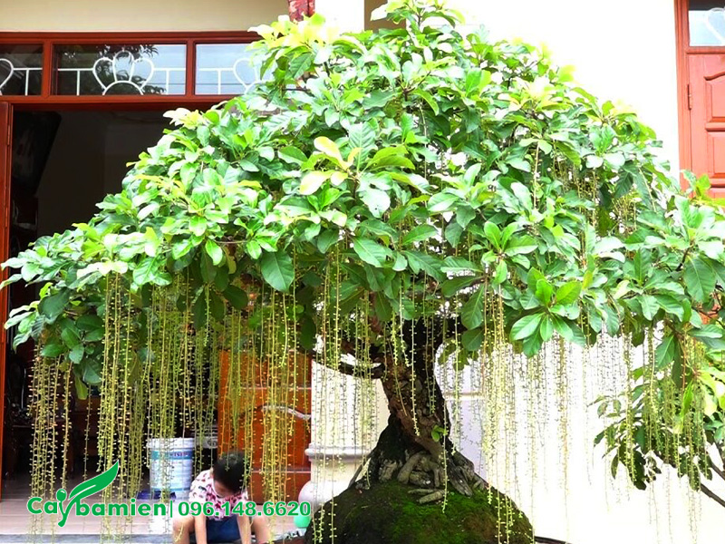 Cây hoa lộc vừng bonsai trồng trước nhà hoa đang ra cực kỳ sai sau khi áp dụng kỹ thuật siết thân