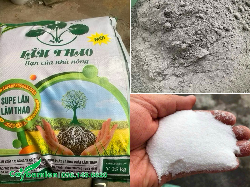 Bón phân là yếu tố quan trọng trong cách cho cây lộc vừng ra hoa đúng Tết