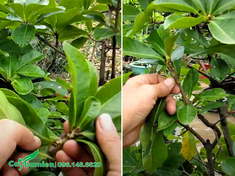 Thợ vườn đang tiến hành lặt lá cho cây lộc vừng để kích thích ra hoa