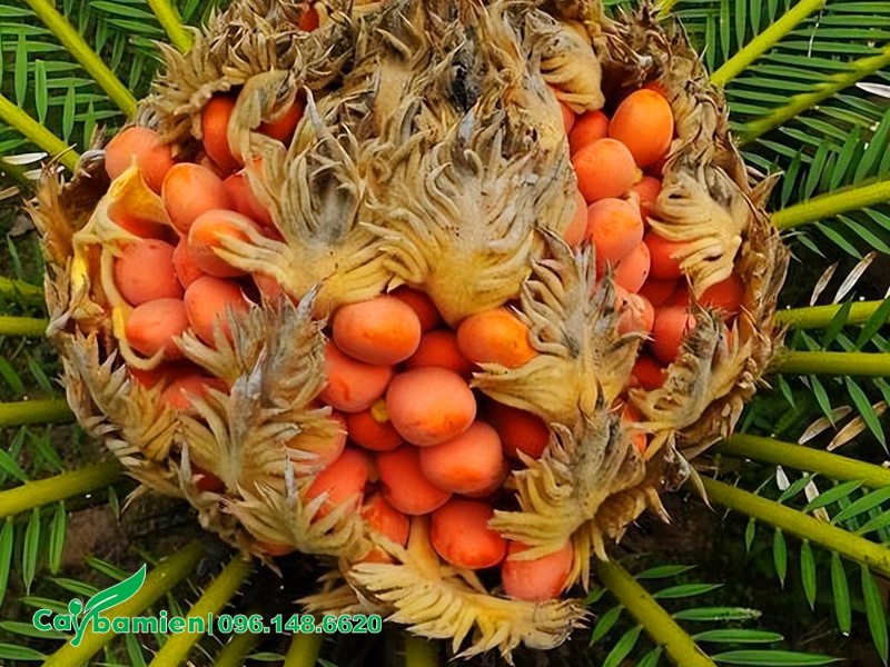 Quả Vạn Tuế có màu cam, vỏ bóng mịn