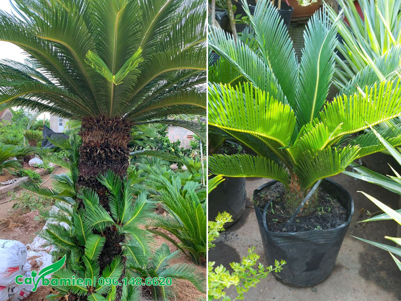 Tách cây vạn tuế con từ thân cây và trồng thành cây mới