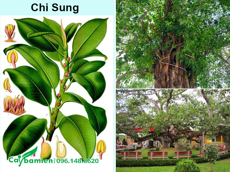 Cây bồ đề và cây đa cùng họ Ficus