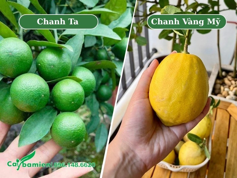 So sánh quả của cây chanh ta và quả cây chanh vàng Mỹ