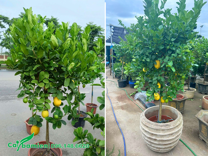 Cây và chậu trồng đường kính khoảng 40cm