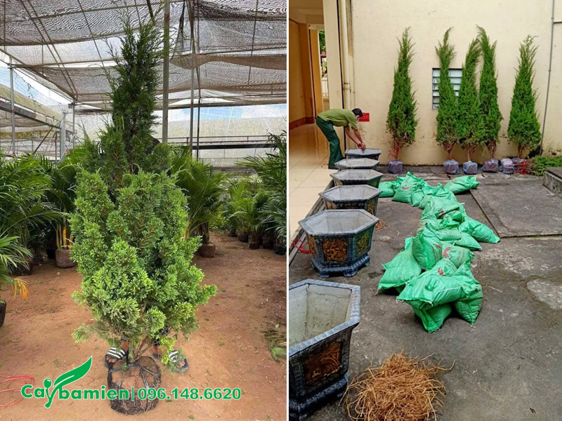 Trồng số lượng lớn cây tùng tháp vào chậu cảnh