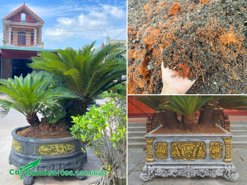 Thi công trồng cây Vạn Tuế cổ thụ trong chậu cảnh