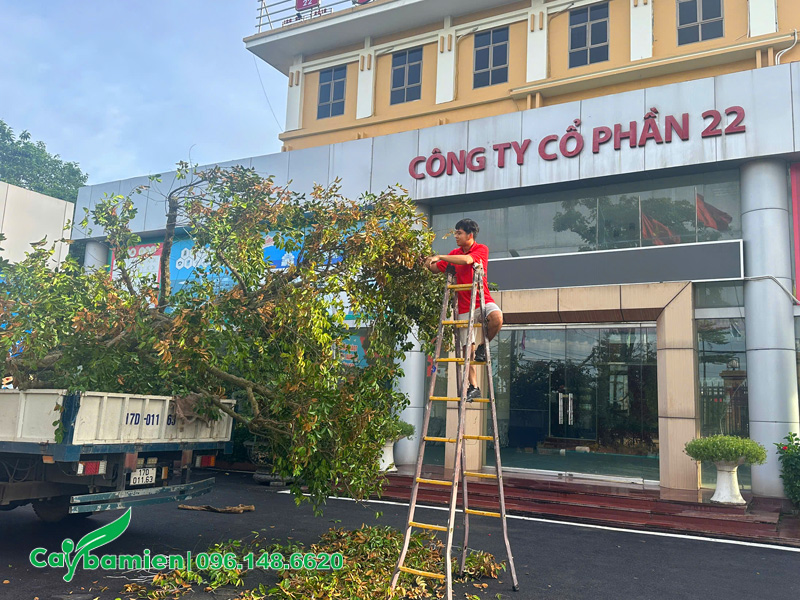 Tiến hành cắt tỉa, chỉnh sửa lại cây Vú Sữa cổ thụ trước khi thi công