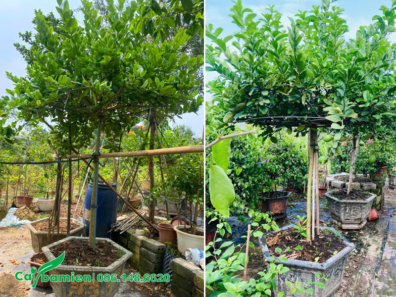 Cắt tỉa cành cho cây chanh vàng Mỹ trồng chậu