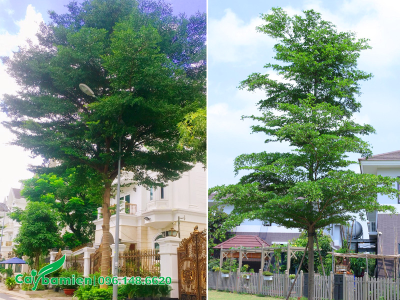 Trồng cây bàng Đài Loan trước nhà, trước cổng biệt thự