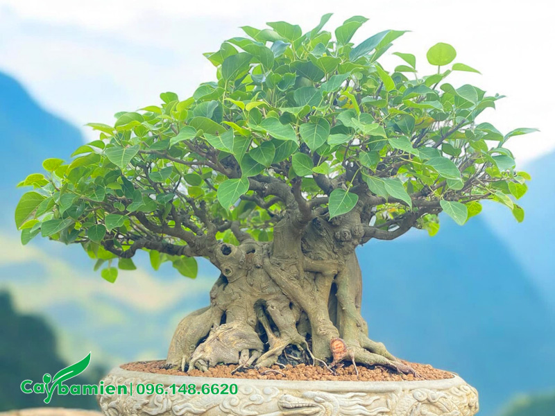 Cây bồ đề trồng trước nhà có tốt không? Cây hợp mệnh gì?