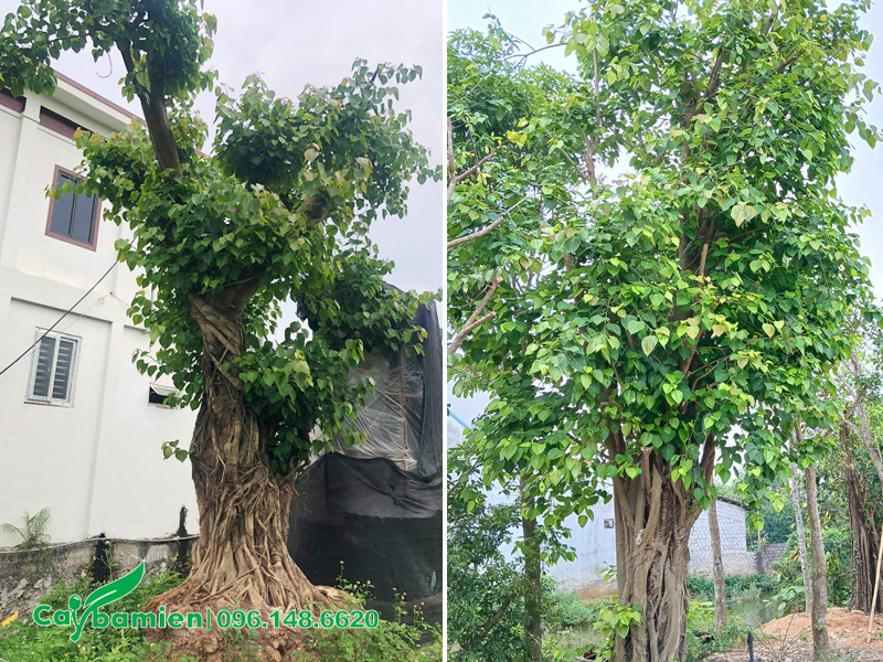 Trồng cây bồ đề sau nhà tốt hay xấu