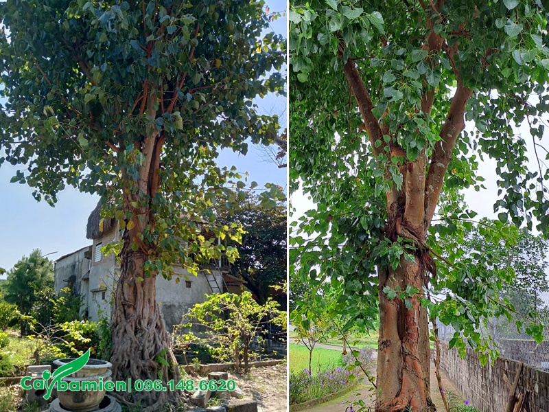 Những cây bồ đề công trình lớn trồng trước nhà
