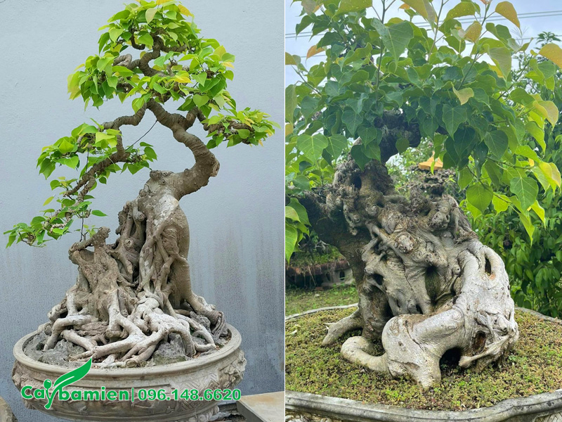 Những chậu cây bồ đề bonsai dáng đẹp