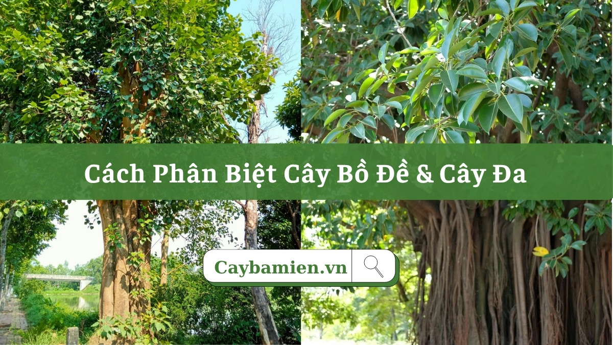 Hình ảnh phân biệt cây bồ đề và cây đa công trình