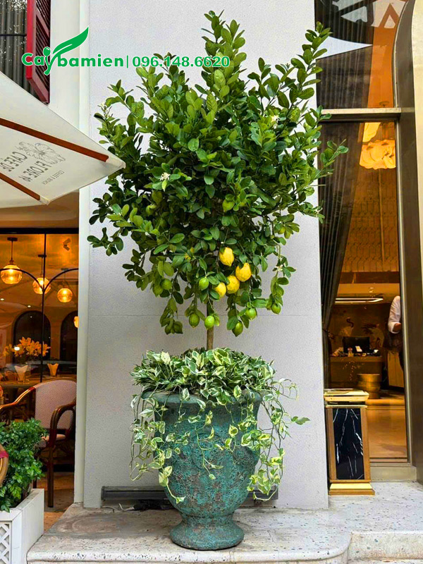 Chậu cây cảnh chanh vàng Mỹ siêu đẹp