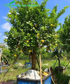Cây chanh mỹ vàng ghép gốc bưởi