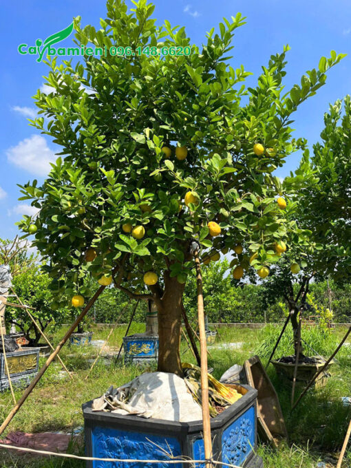 Bán cây chanh vàng Mỹ quả sai trĩu, dáng đẹp, báo giá tốt