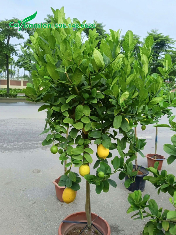 Cây chanh mỹ quả vàng chiều một thân đẹp