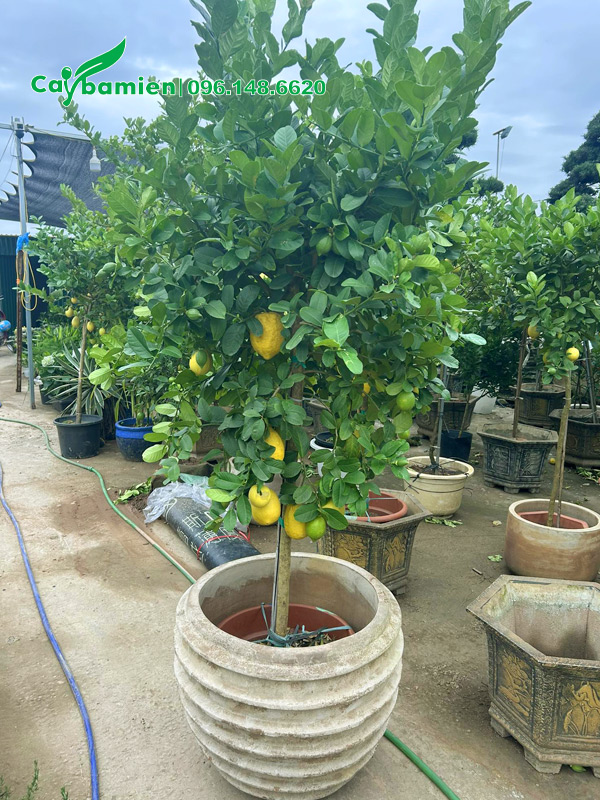 Trồng cây chanh mỹ quả vàng trong chậu cảnh