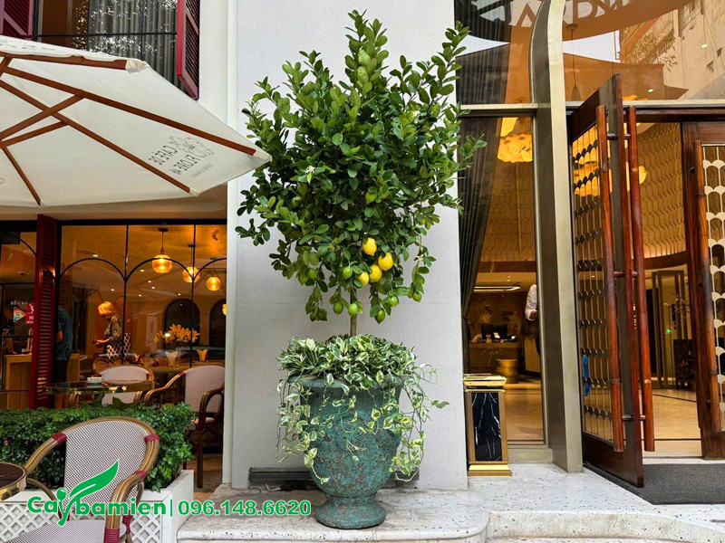 Chậu cây chanh vàng Mỹ đặt trước tiền sảnh khách sạn