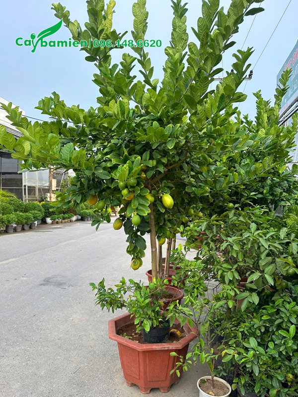 Chanh vàng mỹ thoát thân gần 1m