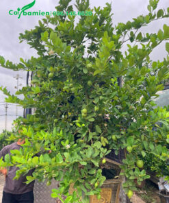 Vận chuyển cây chanh vàng mỹ lên thùng xe