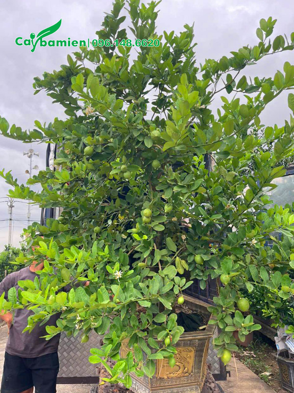 Vận chuyển cây chanh vàng mỹ lên thùng xe