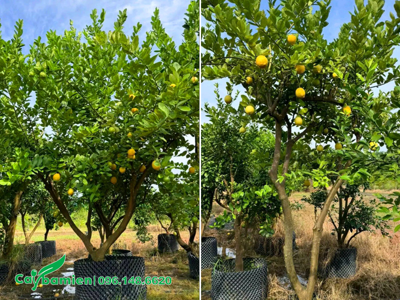 Vườn dưỡng ủ số lượng lớn cây chanh vàng mỹ trưởng thành