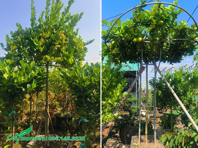 Cây đã lên chậu và được định hình tán bằng khung sắt