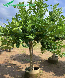 Vườn dưỡng ủ cây chanh mỹ cao 1.5m