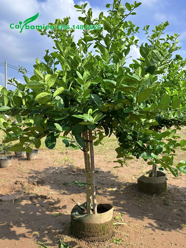 Vườn dưỡng ủ cây chanh mỹ cao 1.5m