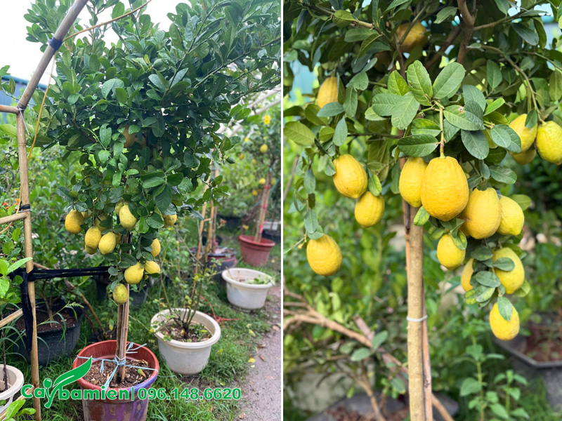 Chanh vàng Mỹ quả to, vàng ươm
