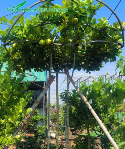 Chanh vàng mỹ tạo dáng bonsai đẹp