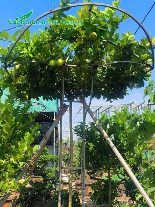Bán cây chanh vàng Mỹ quả sai trĩu, dáng đẹp, báo giá tốt