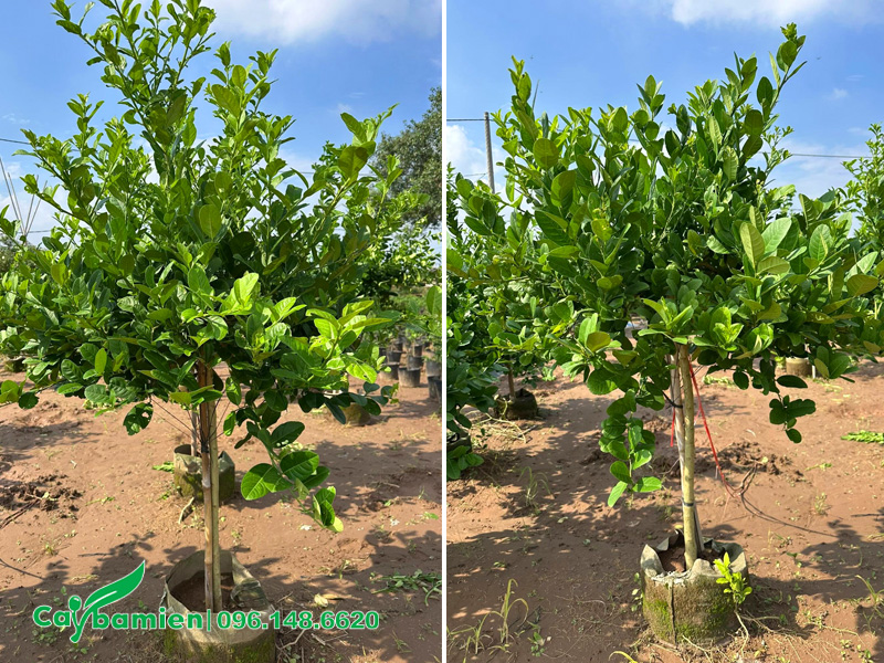 Chanh vàng Mỹ trưởng thành, thân tree cao 50 - 60cm