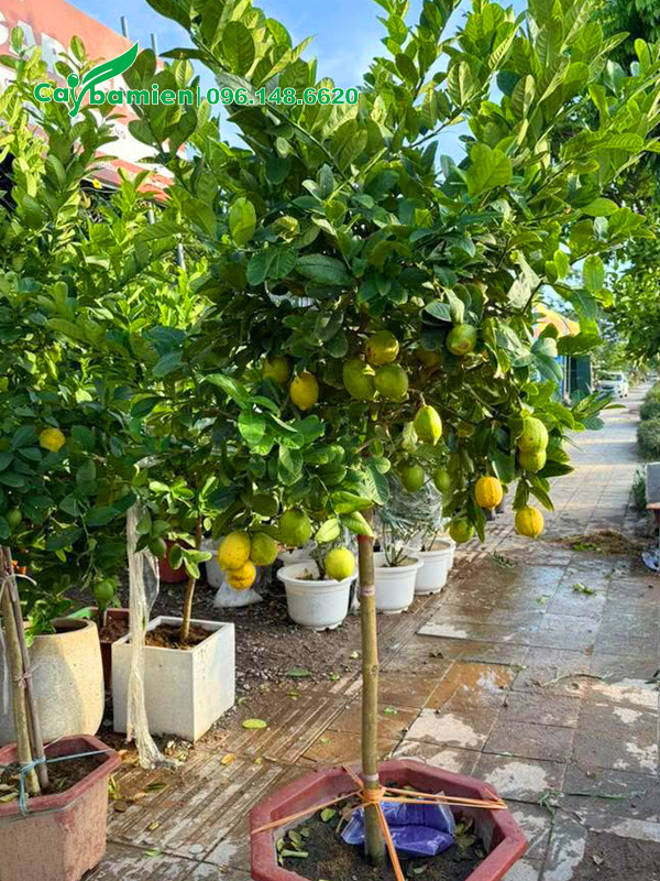 Cây chanh vàng mỹ đẹp, thoát thân cao 70 - 80cm
