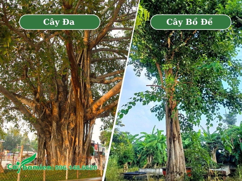 Hình ảnh cây đa và cây bồ đề cổ thụ cao lớn