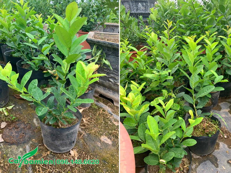 Cây giống chanh vàng Mỹ chiều cao 30cm