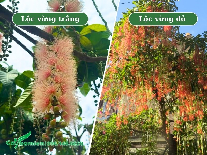 Cây hoa lộc vừng có mấy loại? Hai loại phổ biến nhất ở Việt Nam