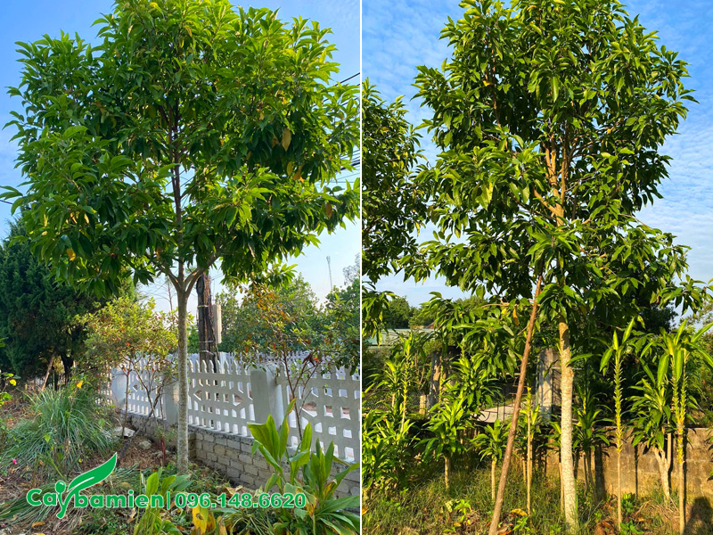 Trồng cây hoa ngọc lan trước nhà đẹp, chiều cao khoảng 5m