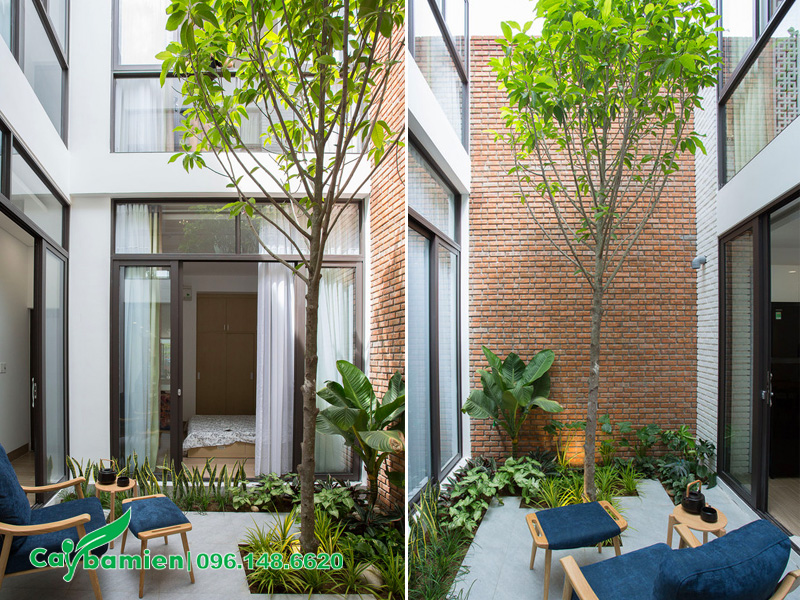 Ngọc lan trắng trồng ở giếng trời