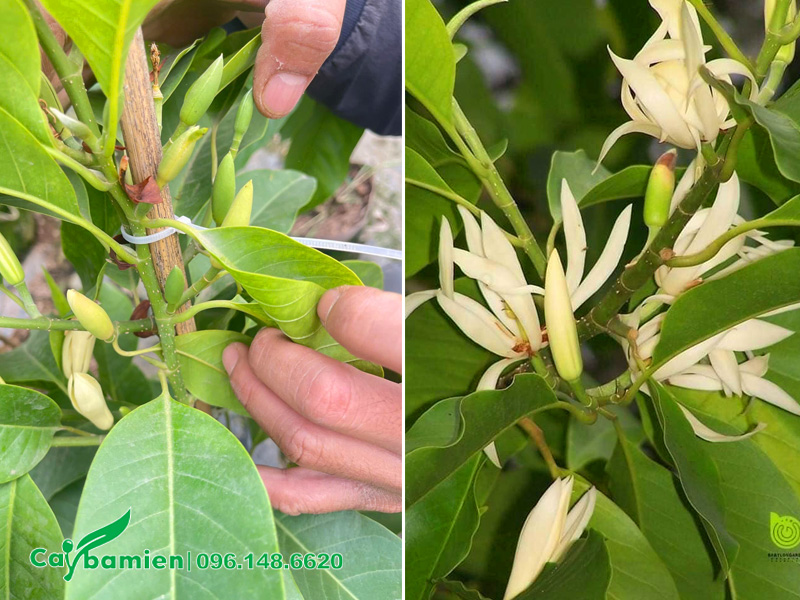 Cây ngọc lan trồng trong nhà nở hoa