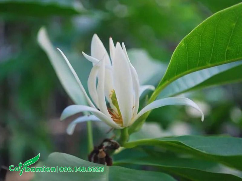 Ngọc lan hoa trắng bung nở