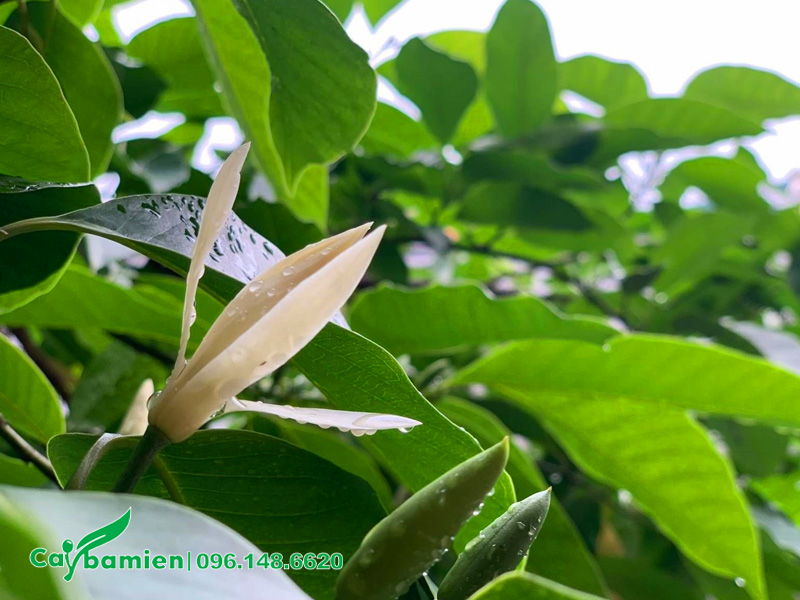 Bông hoa ngọc lan trắng bung nở