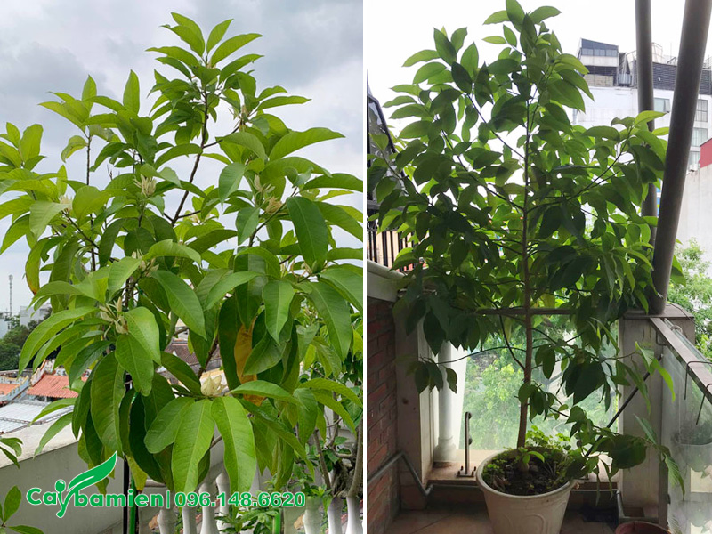 Trồng cây hoa ngọc lan ở ban công nhà phố