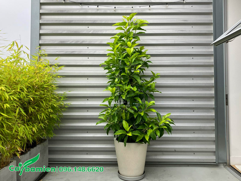 Trồng cây ngọc lan trong chậu cảnh trang trí trước nhà