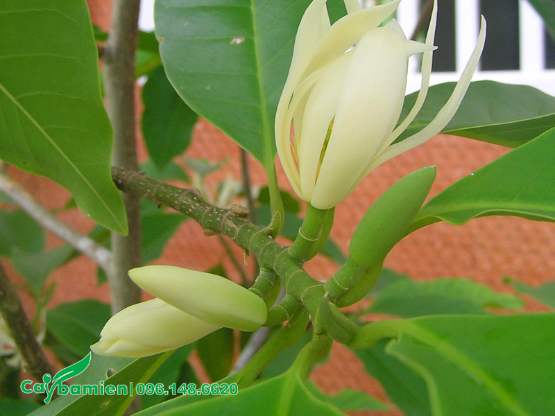 Những bông hoa ngọc lan trắng bung nở