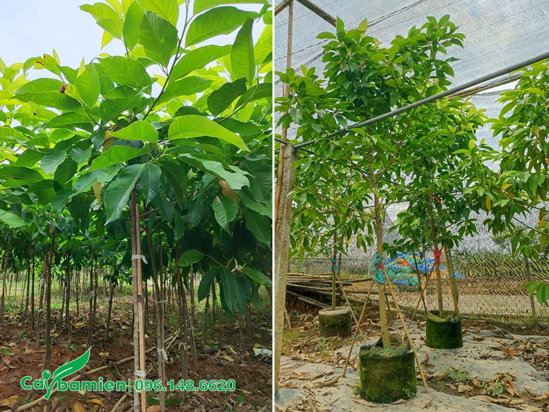 Cây ngọc lan cao 1 - 2m thích hợp để trồng chậu