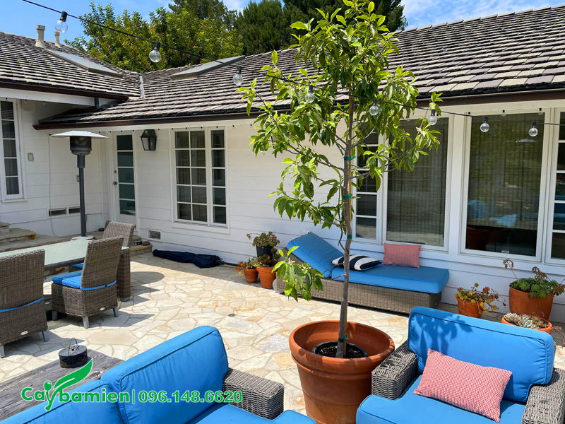 Trồng cây ngọc lan cao 2m trong chậu