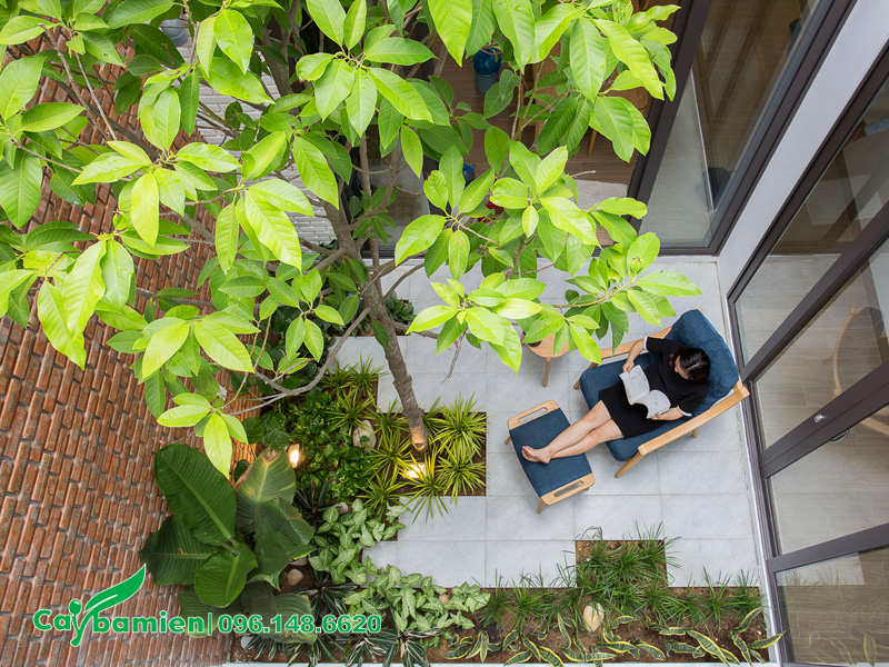 Trồng cây hoa ngọc lan trắng ở giếng trời